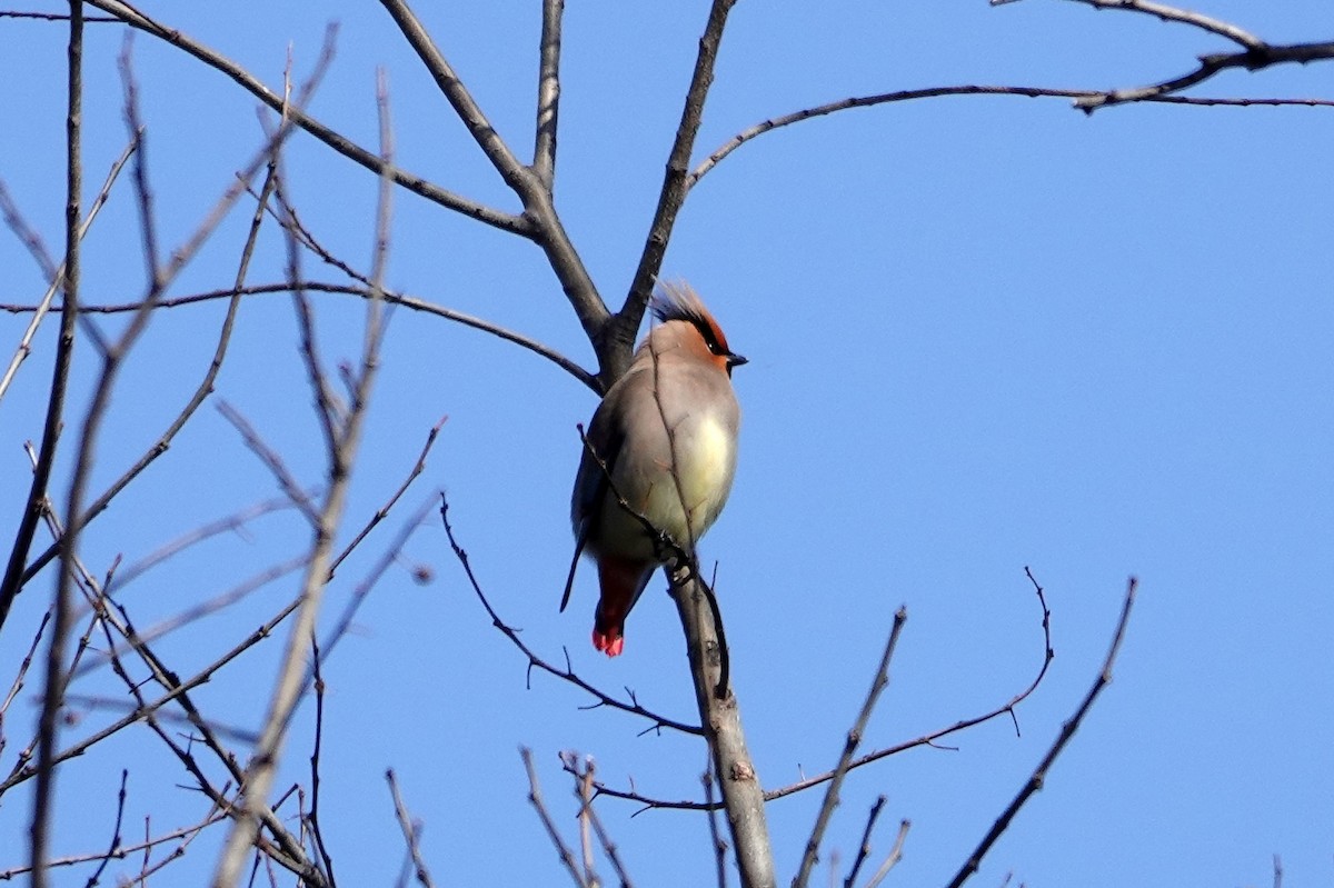Japanese Waxwing - ML637558769