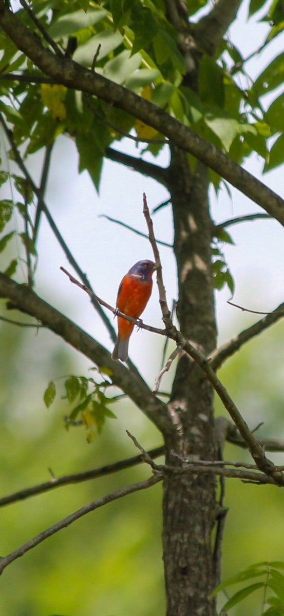 Painted Bunting - ML637558789