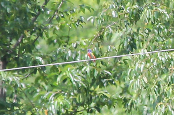 Painted Bunting - ML637558792