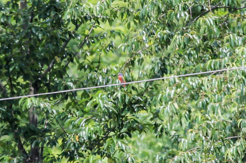 Painted Bunting - ML637558793