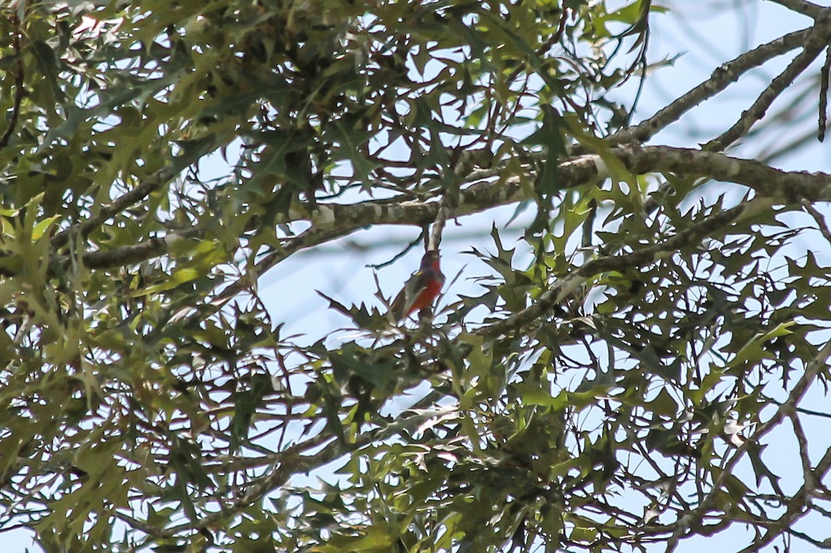 Painted Bunting - ML637558794