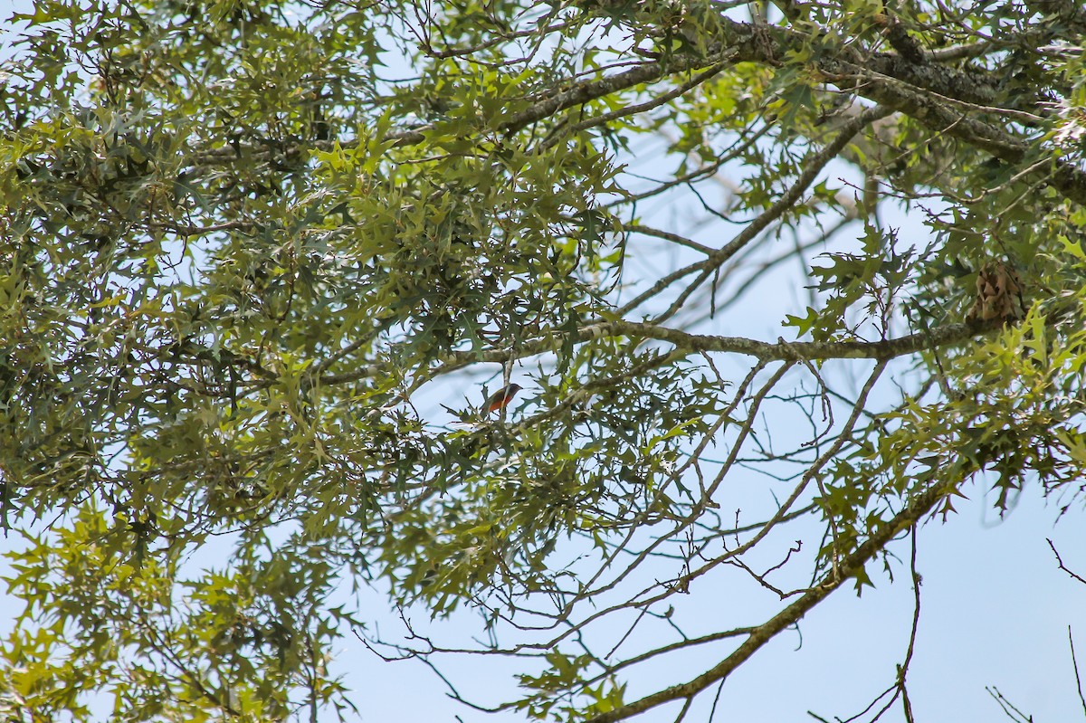 Painted Bunting - ML637558795
