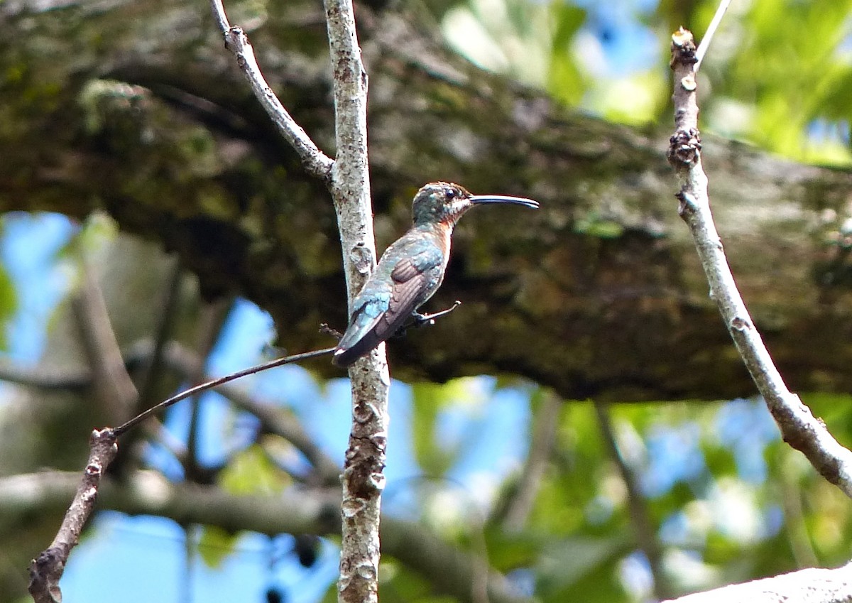 Green-breasted Mango - ML637558818