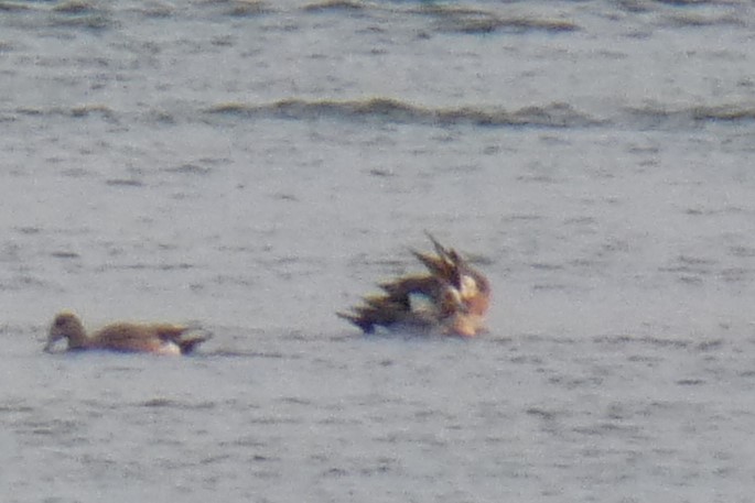 Eurasian Wigeon - ML637558991