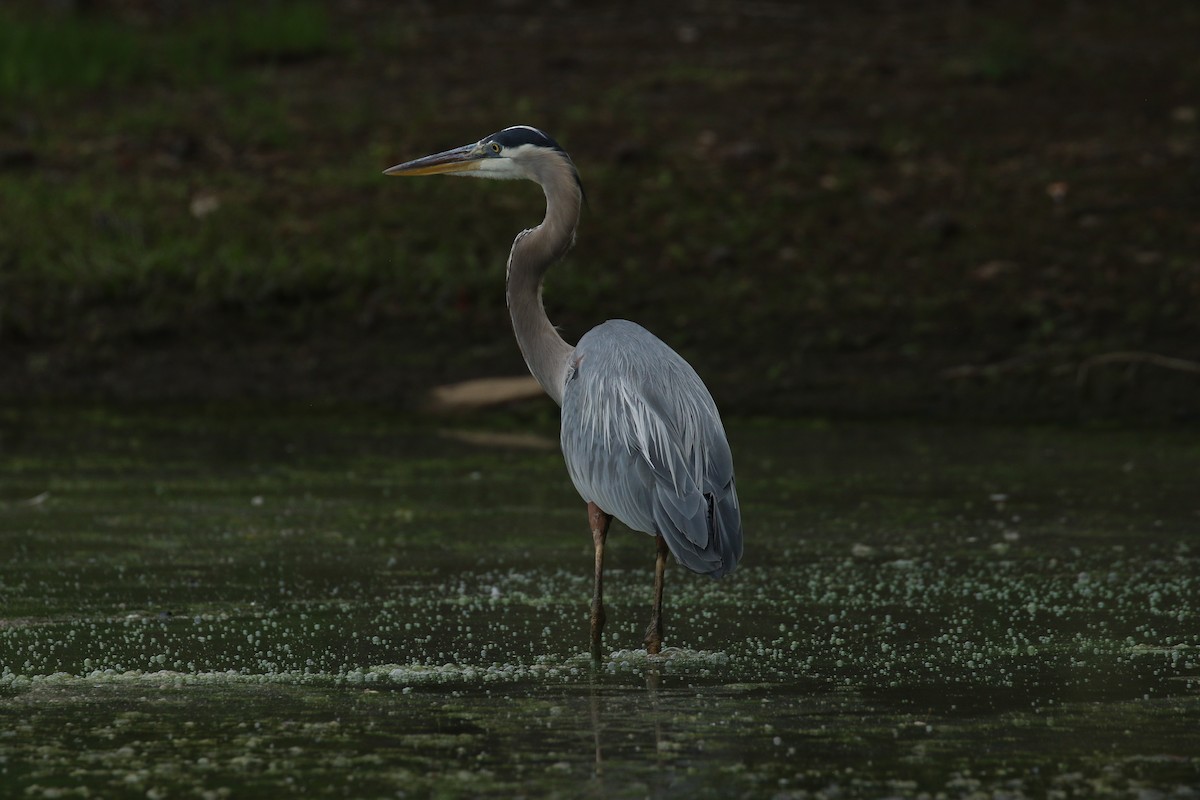 Great Blue Heron - ML637559112