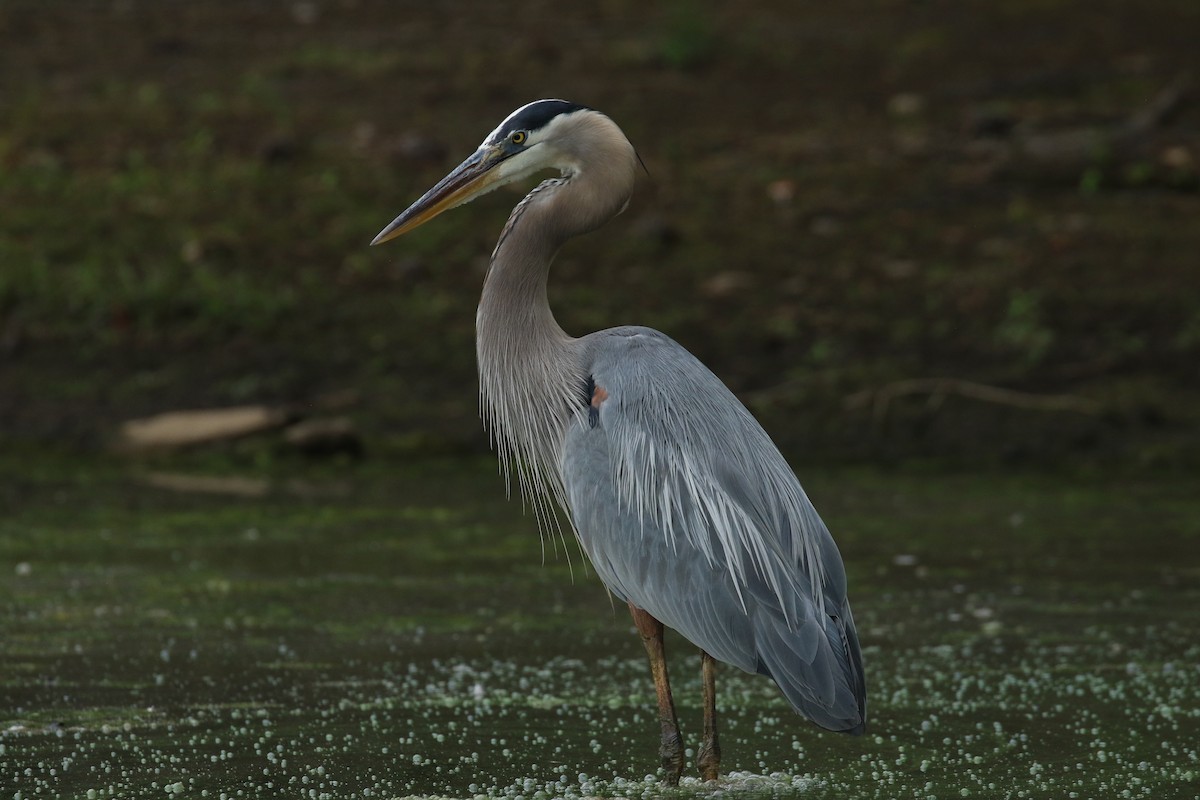 Great Blue Heron - ML637559113