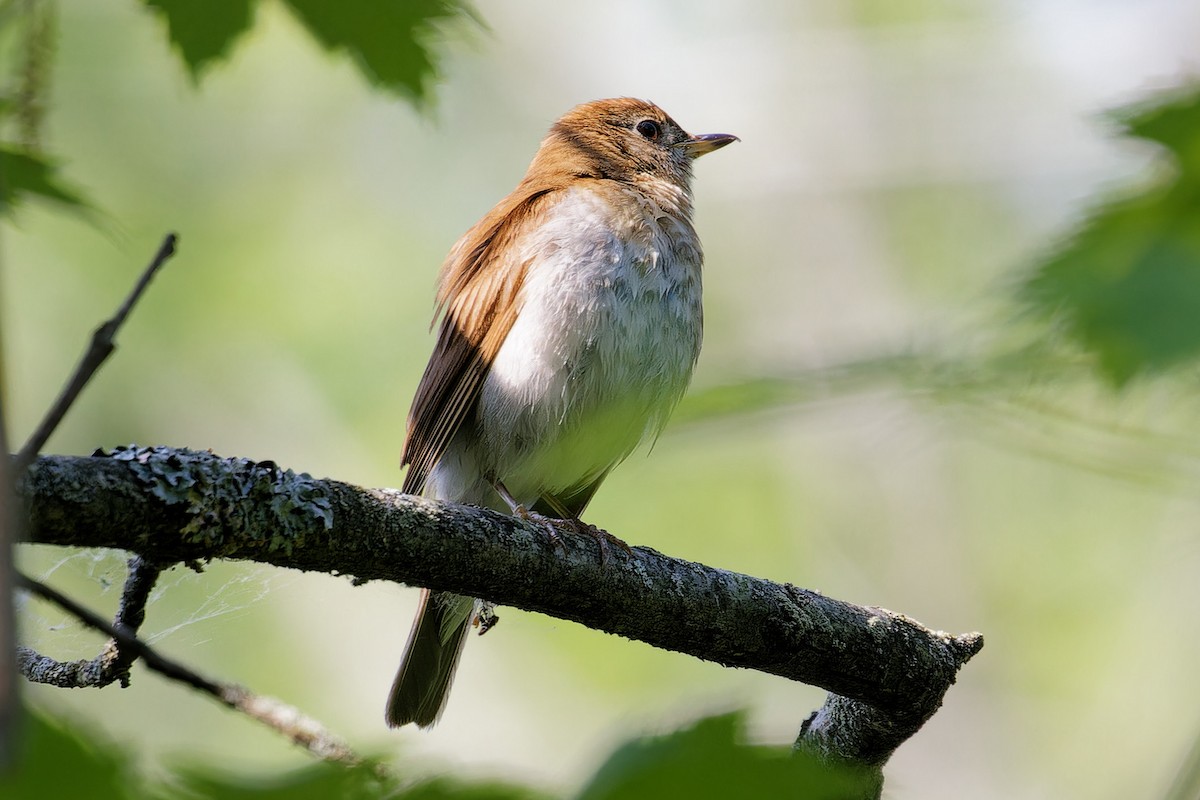 Veery - ML637559137