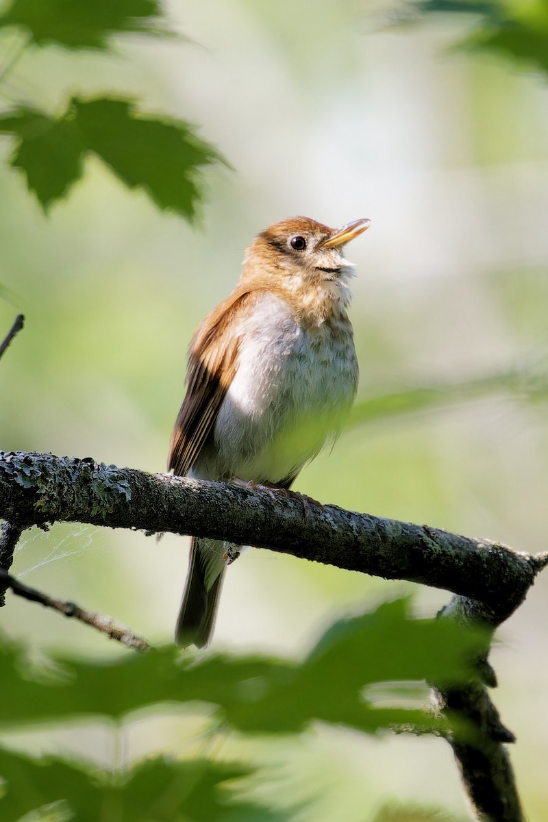 Veery - ML637559139