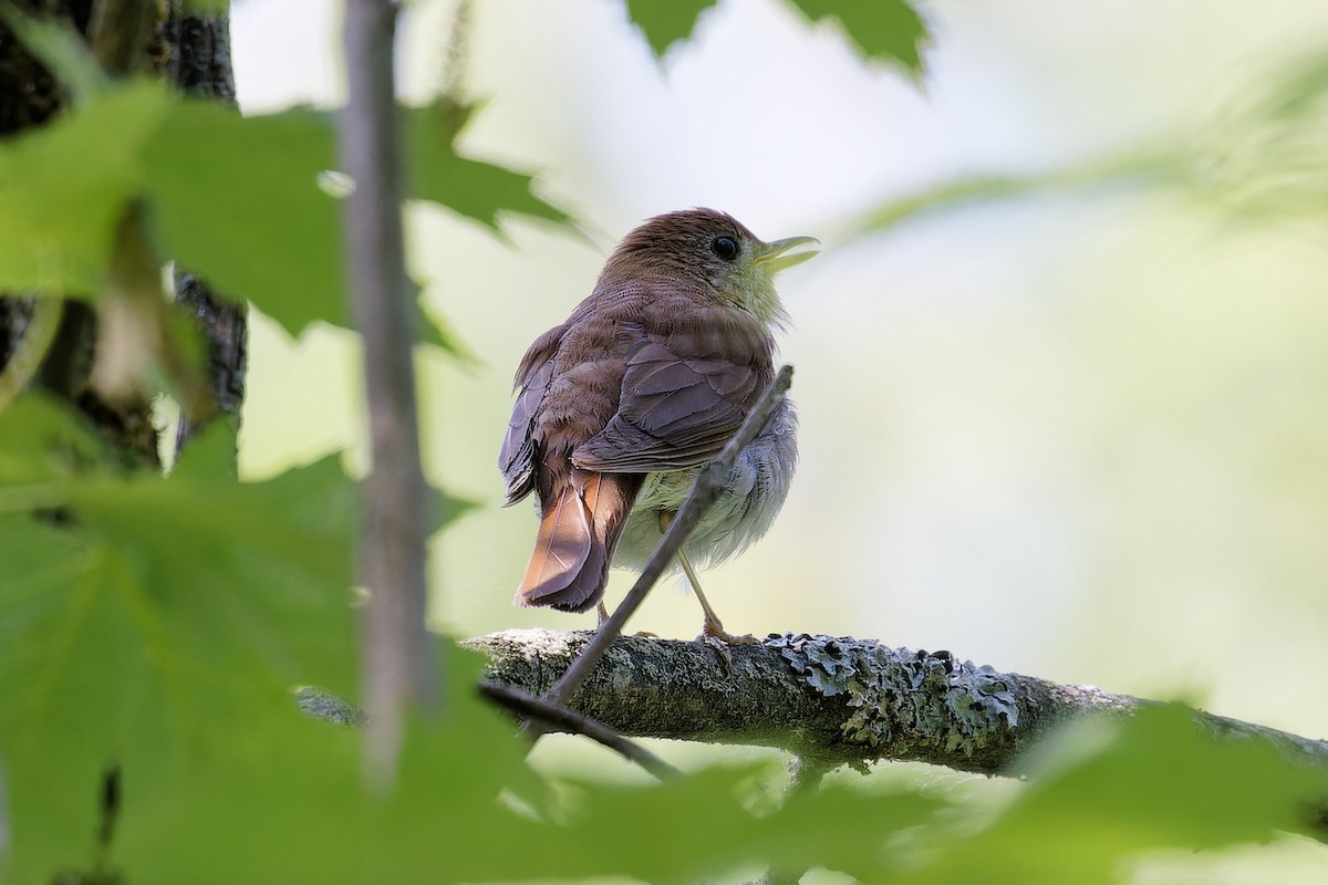 Veery - ML637559142