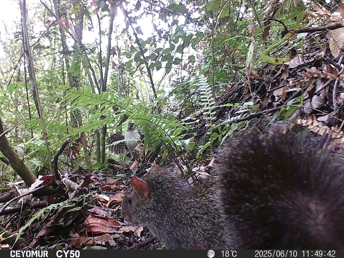 Collared Forest-Falcon - ML637559212