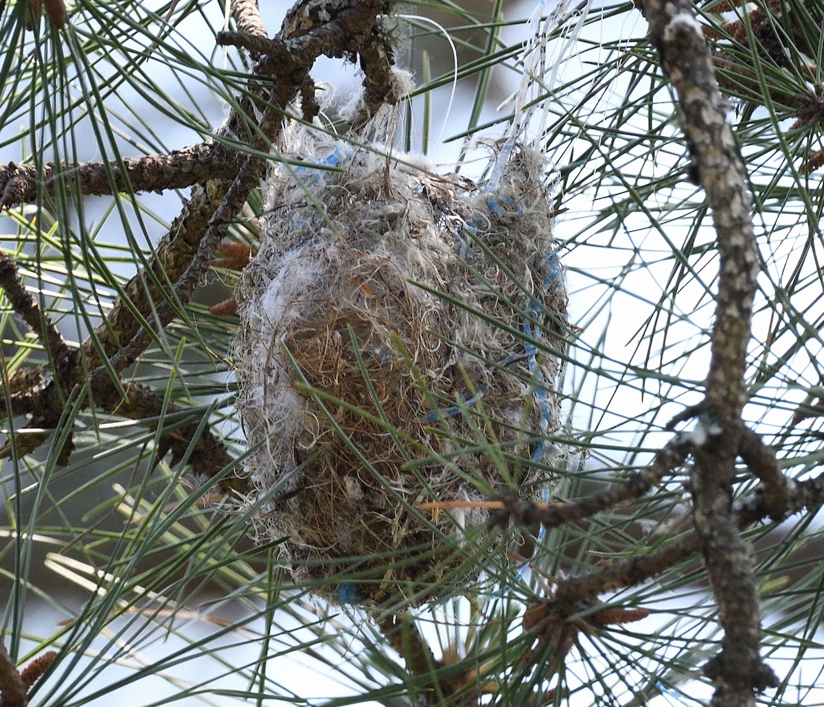 Baltimore Oriole - ML637559213