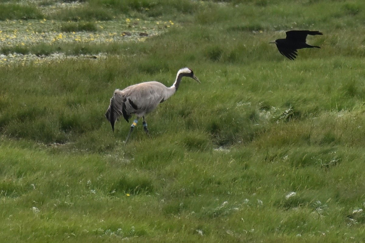 Common Crane - ML637559280