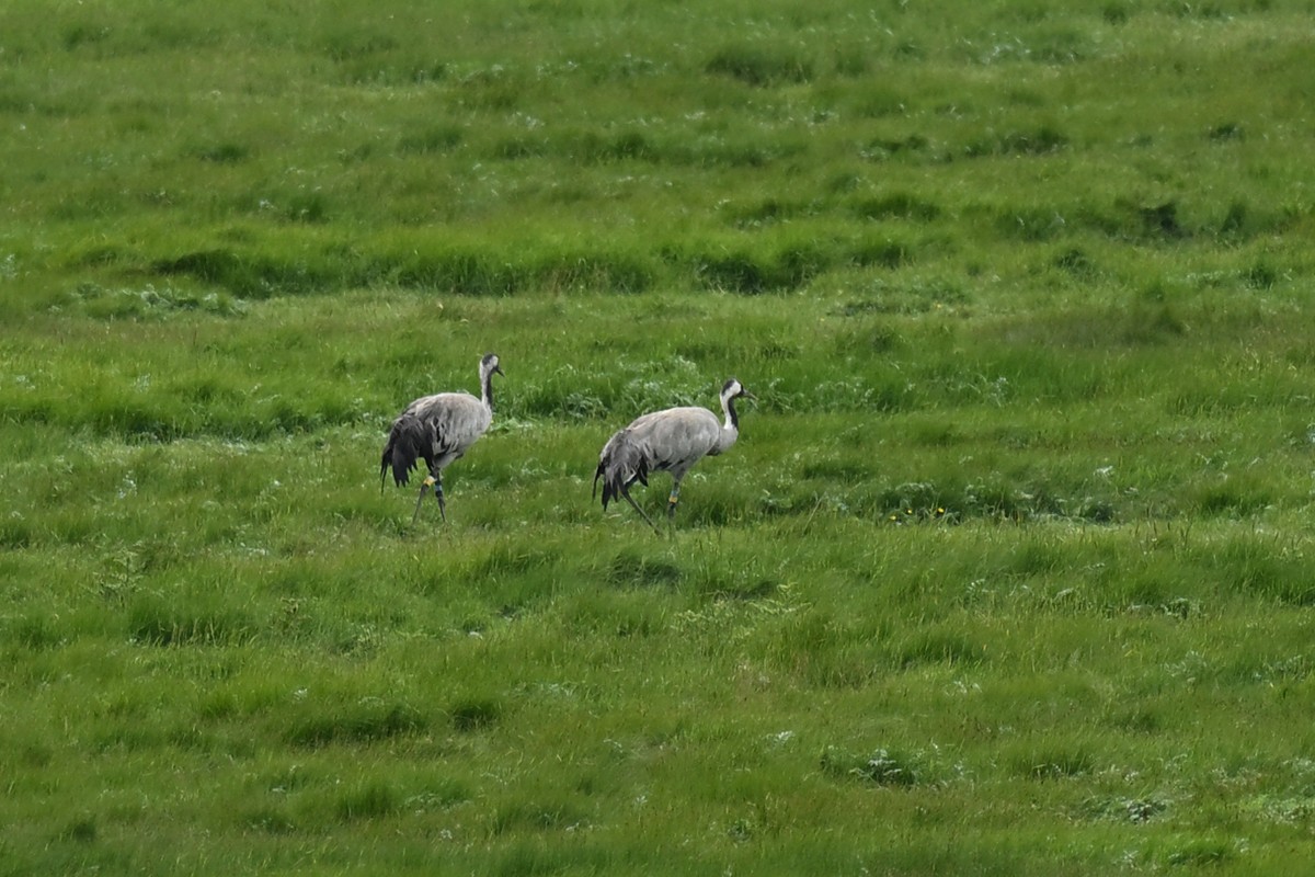 Common Crane - ML637559281