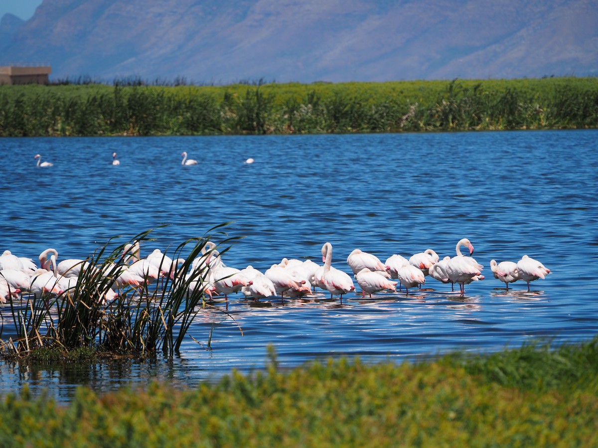 Greater Flamingo - ML637559288