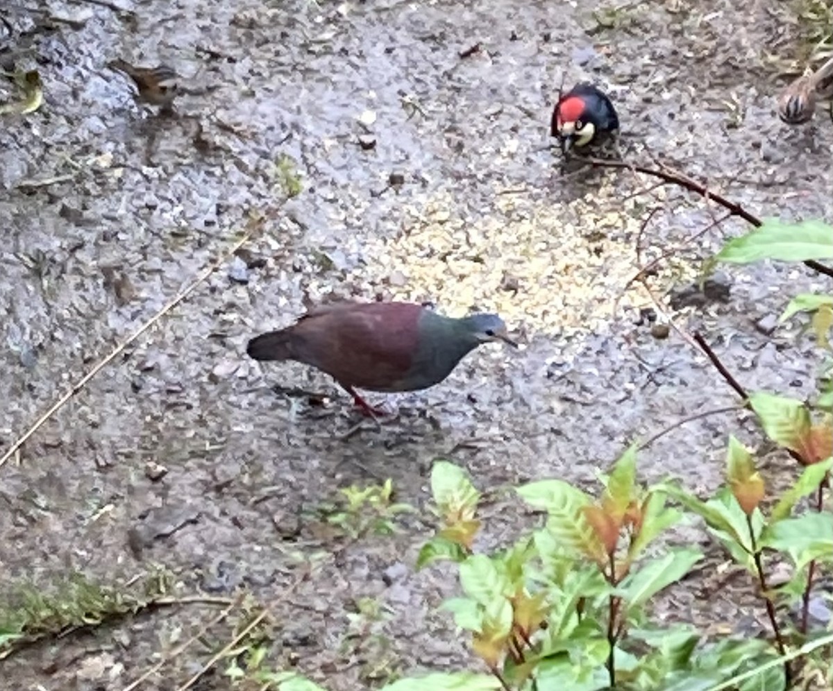 Buff-fronted Quail-Dove - ML637559321