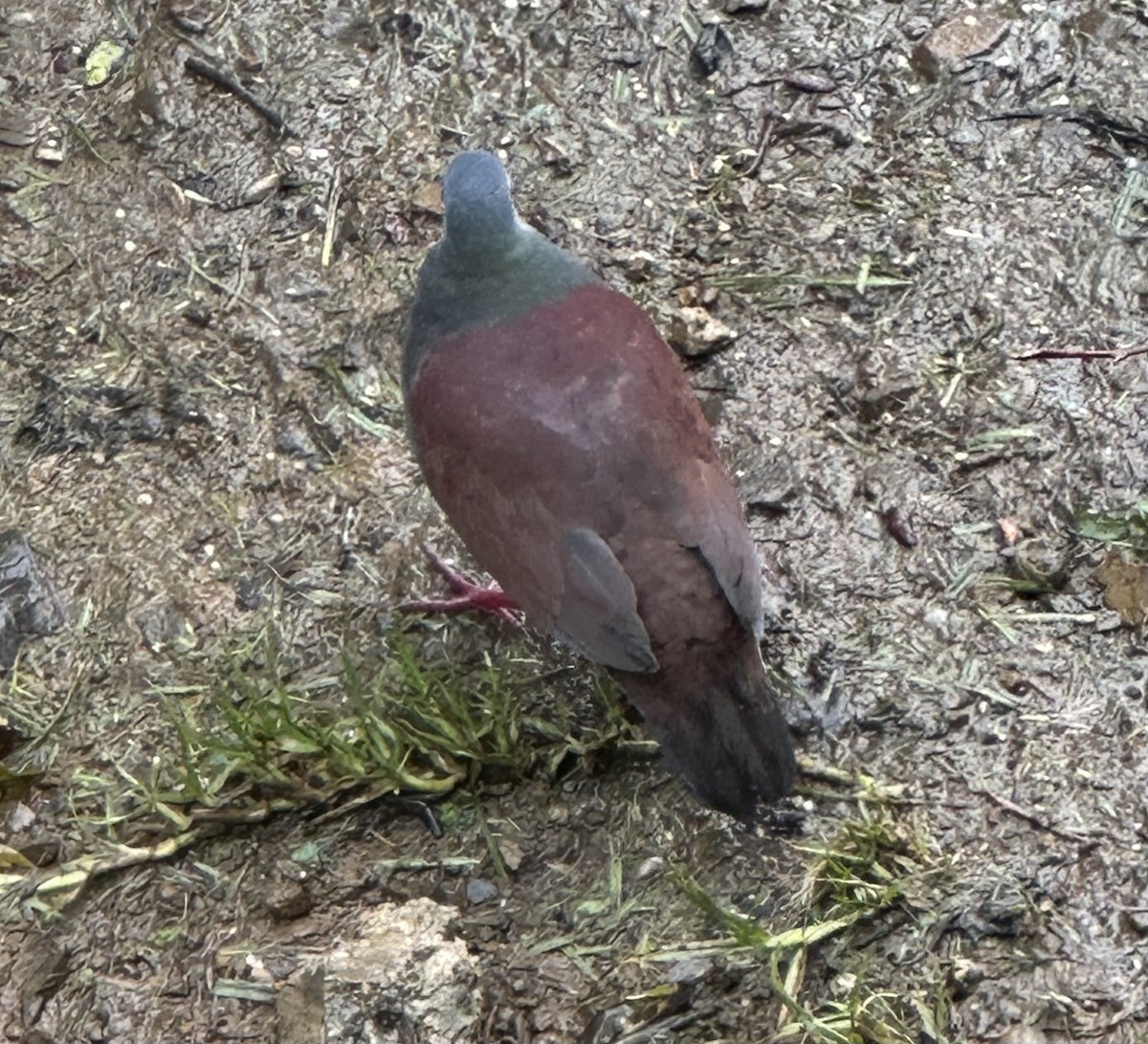 Buff-fronted Quail-Dove - ML637559322