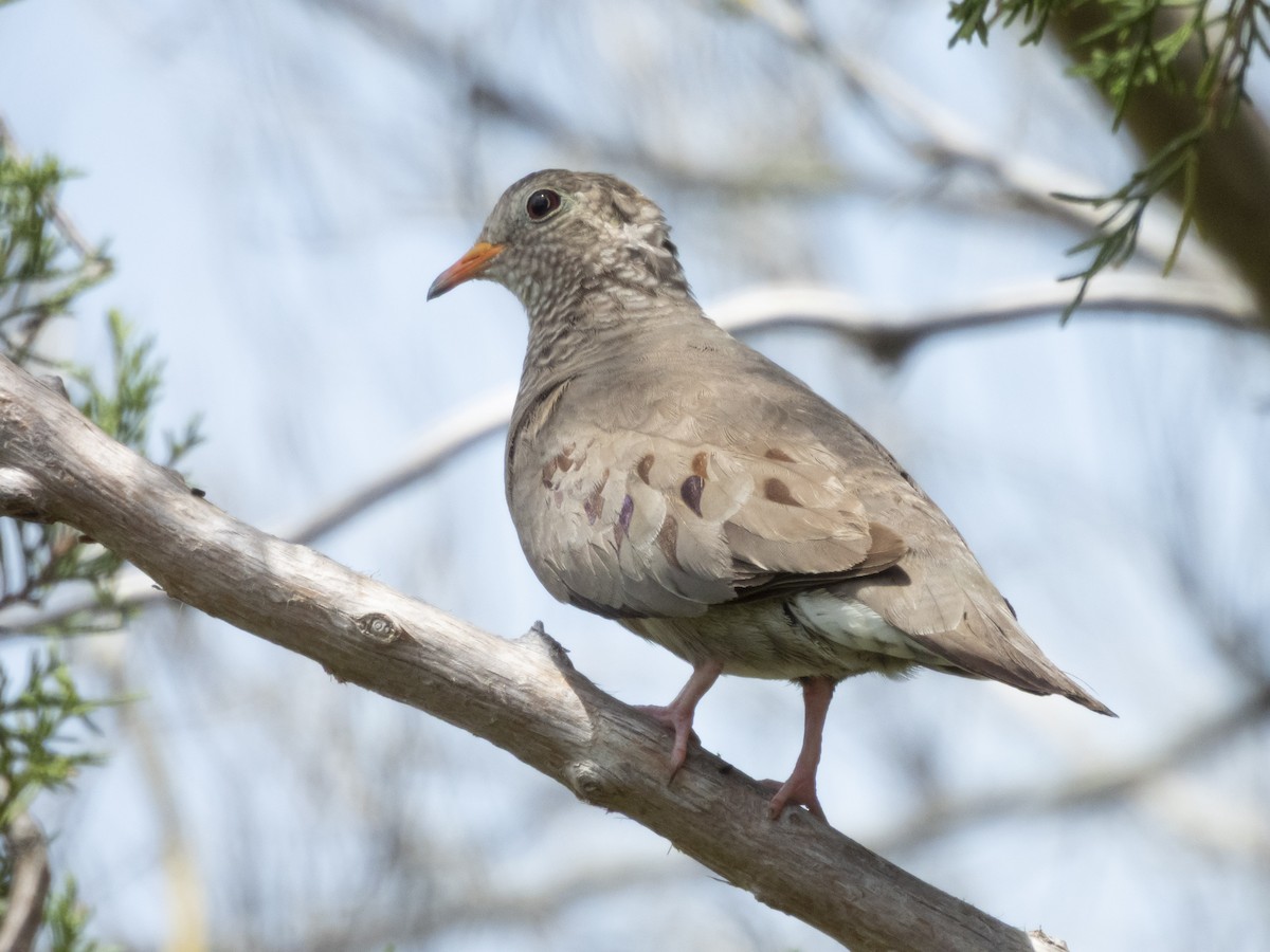 Columbina Común - ML637559357