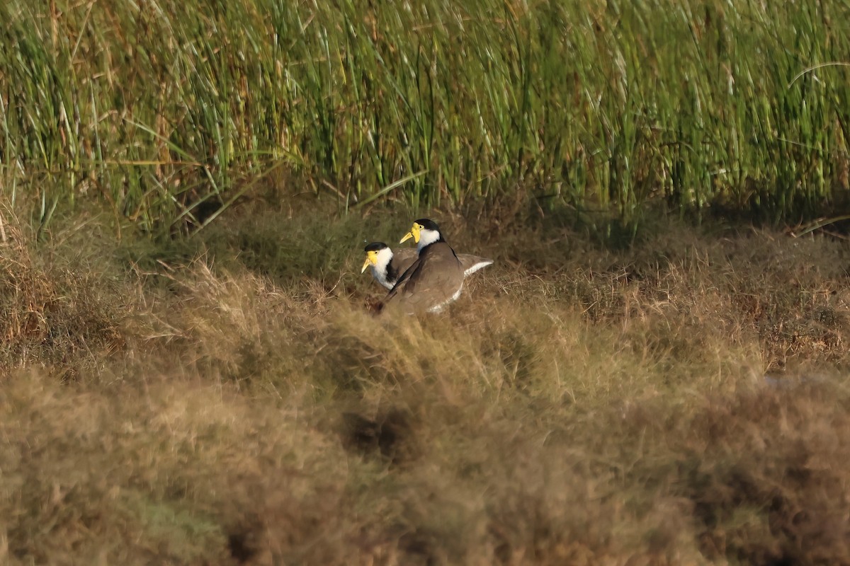 Masked Lapwing (Black-shouldered) - ML637559370