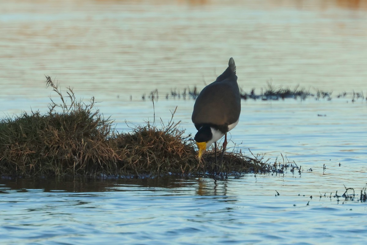 Masked Lapwing (Black-shouldered) - ML637559371