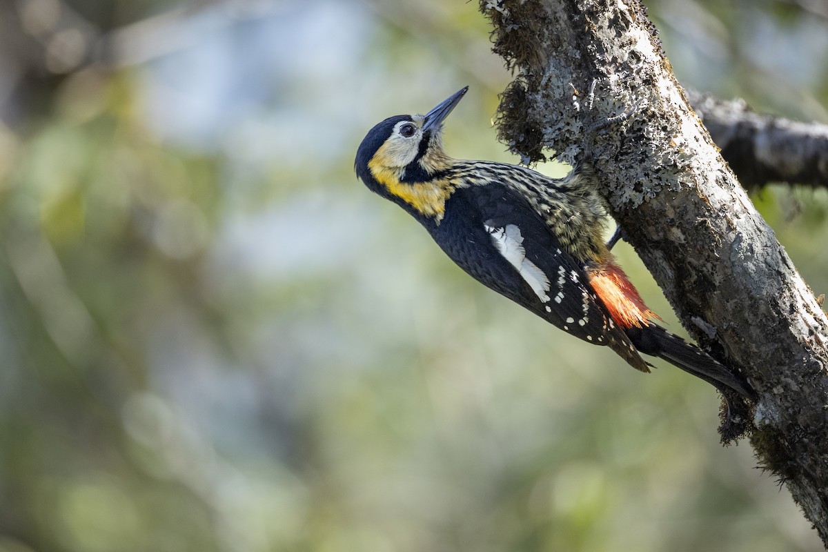 Darjeeling Woodpecker - ML637559391