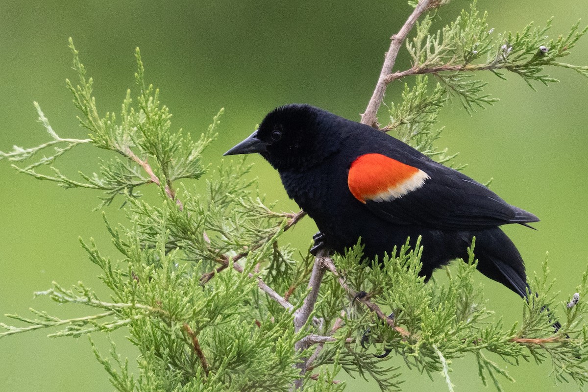 Red-winged Blackbird - ML637559408
