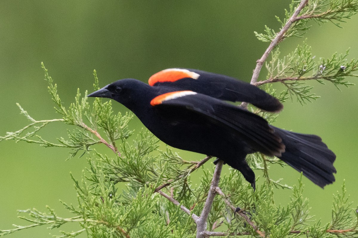 Red-winged Blackbird - ML637559409