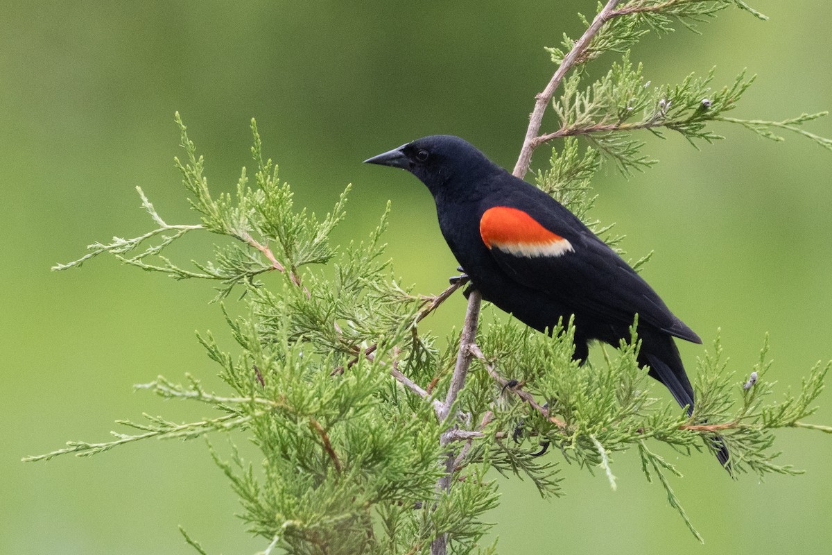 Red-winged Blackbird - ML637559410