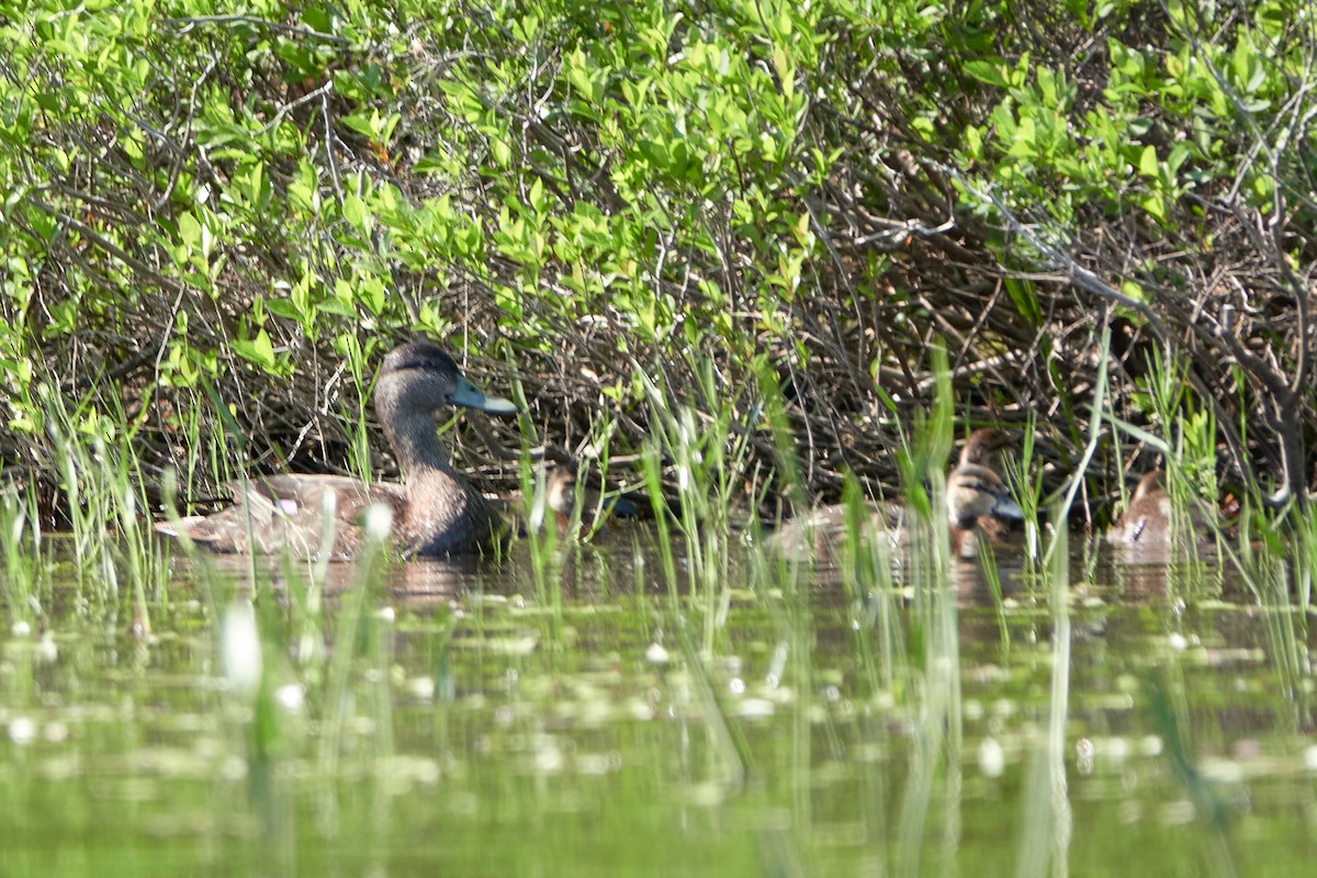 American Black Duck - ML637559430