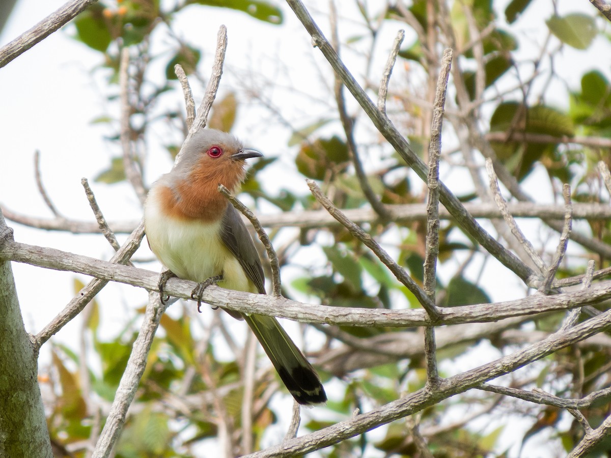 Dwarf Cuckoo - ML637559444
