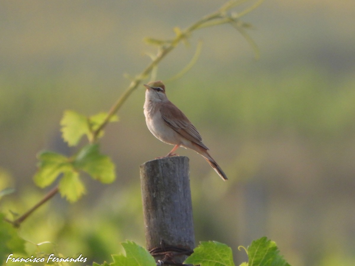 Usignolo d'Africa - ML637559462