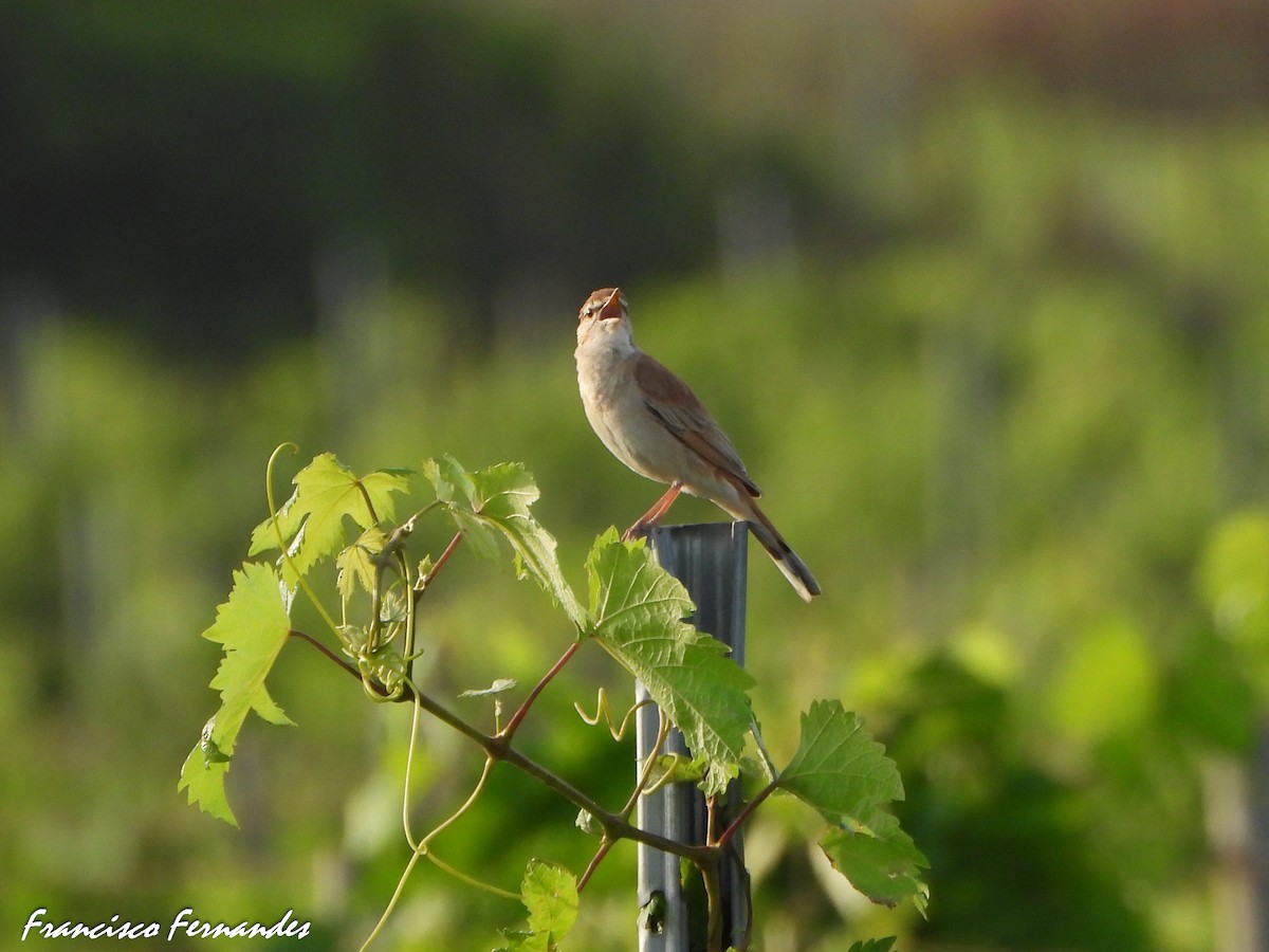 Usignolo d'Africa - ML637559463