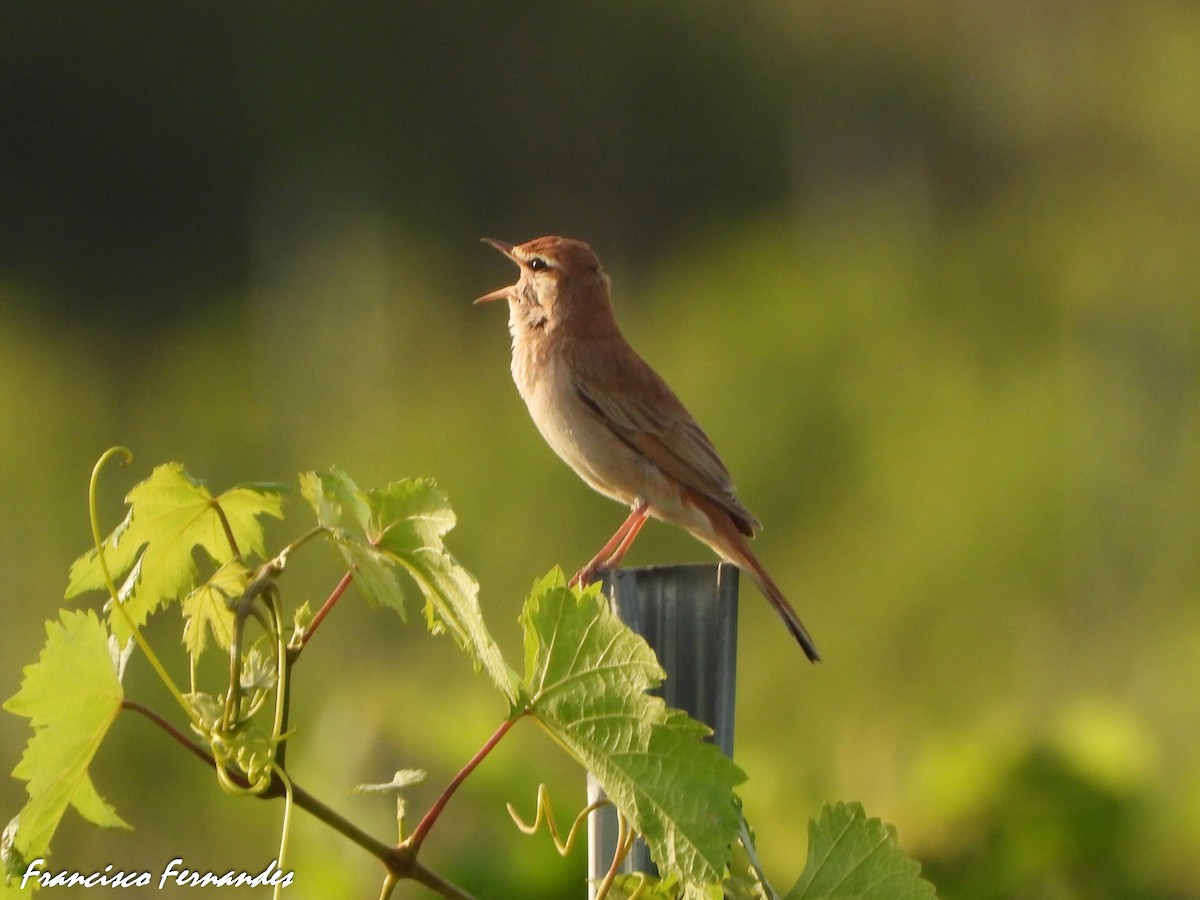 Usignolo d'Africa - ML637559465