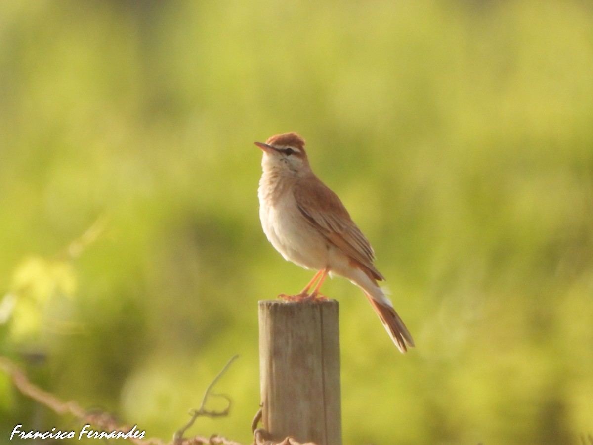 Usignolo d'Africa - ML637559467