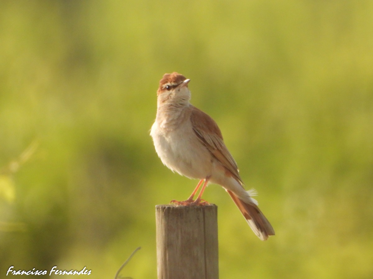 Usignolo d'Africa - ML637559468