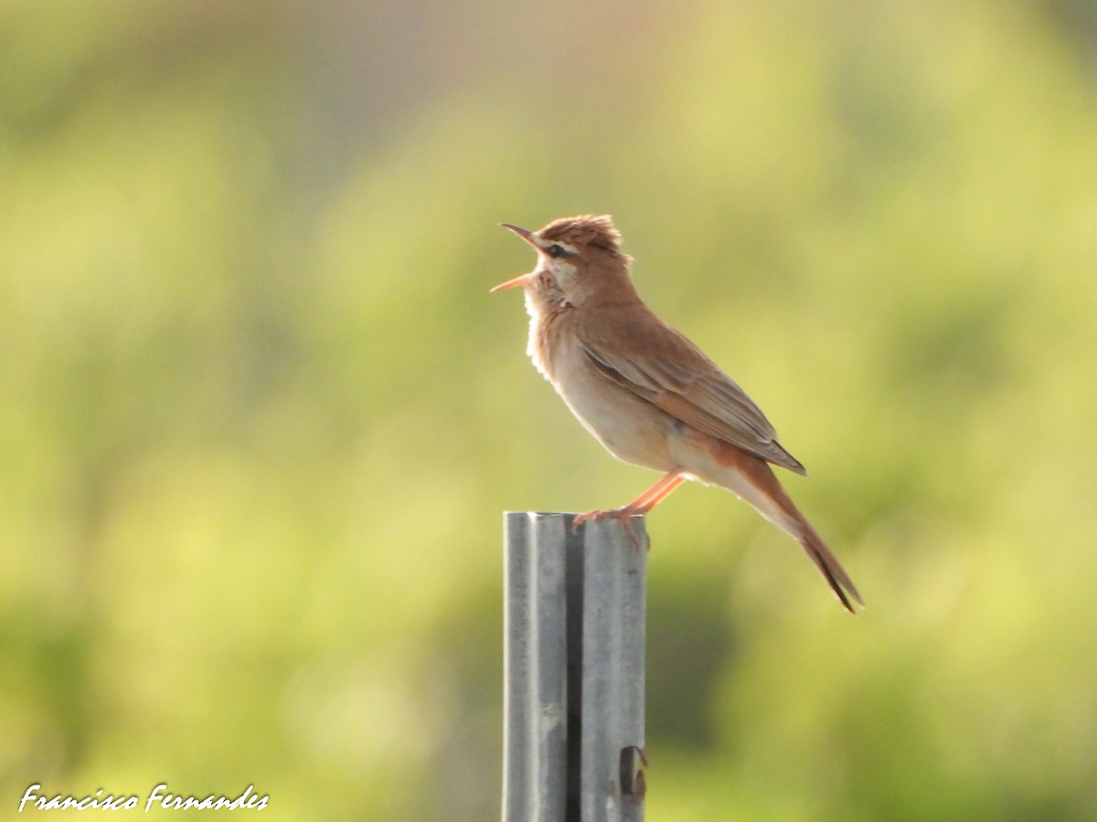 Usignolo d'Africa - ML637559470