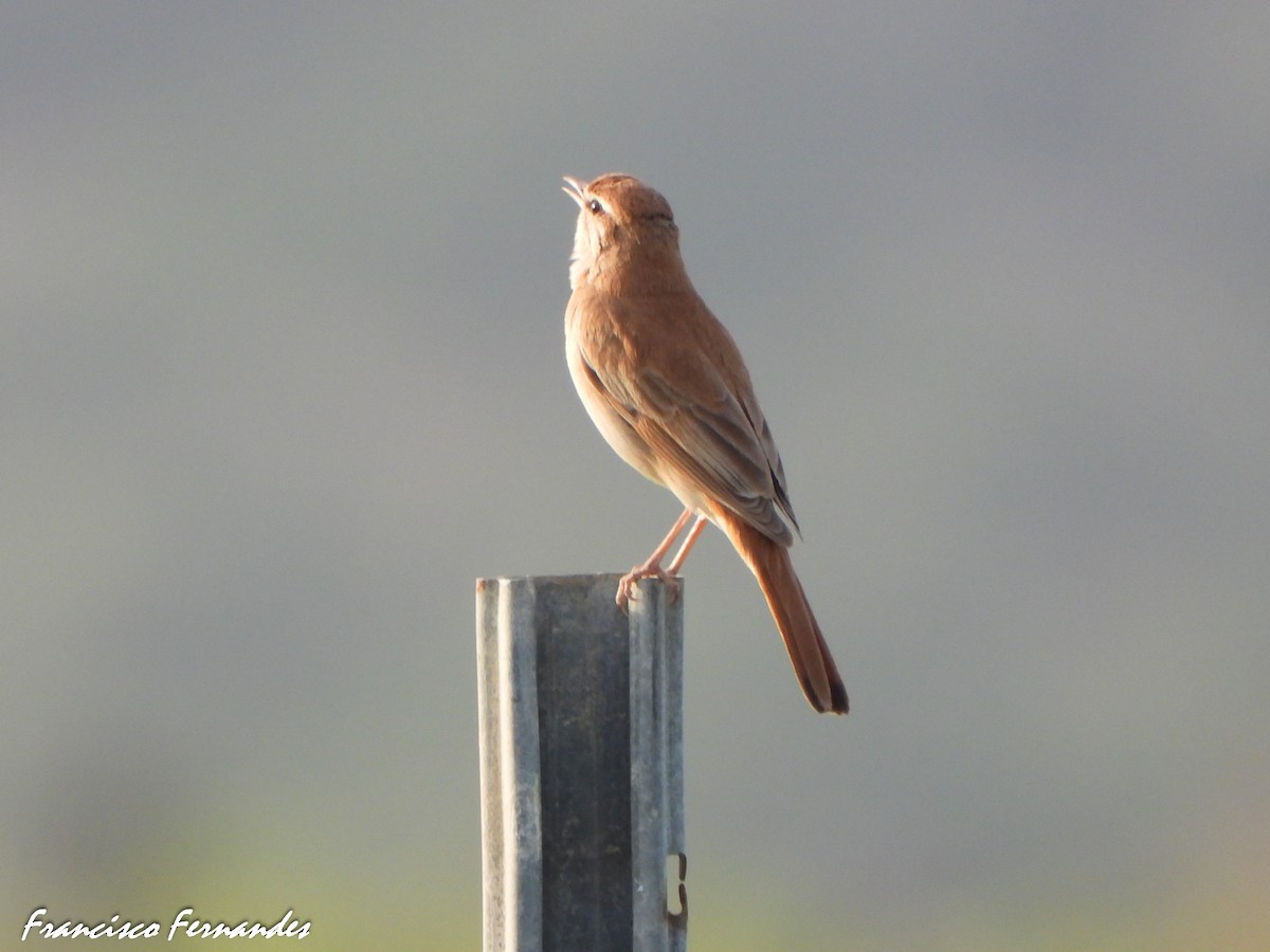 Usignolo d'Africa - ML637559471