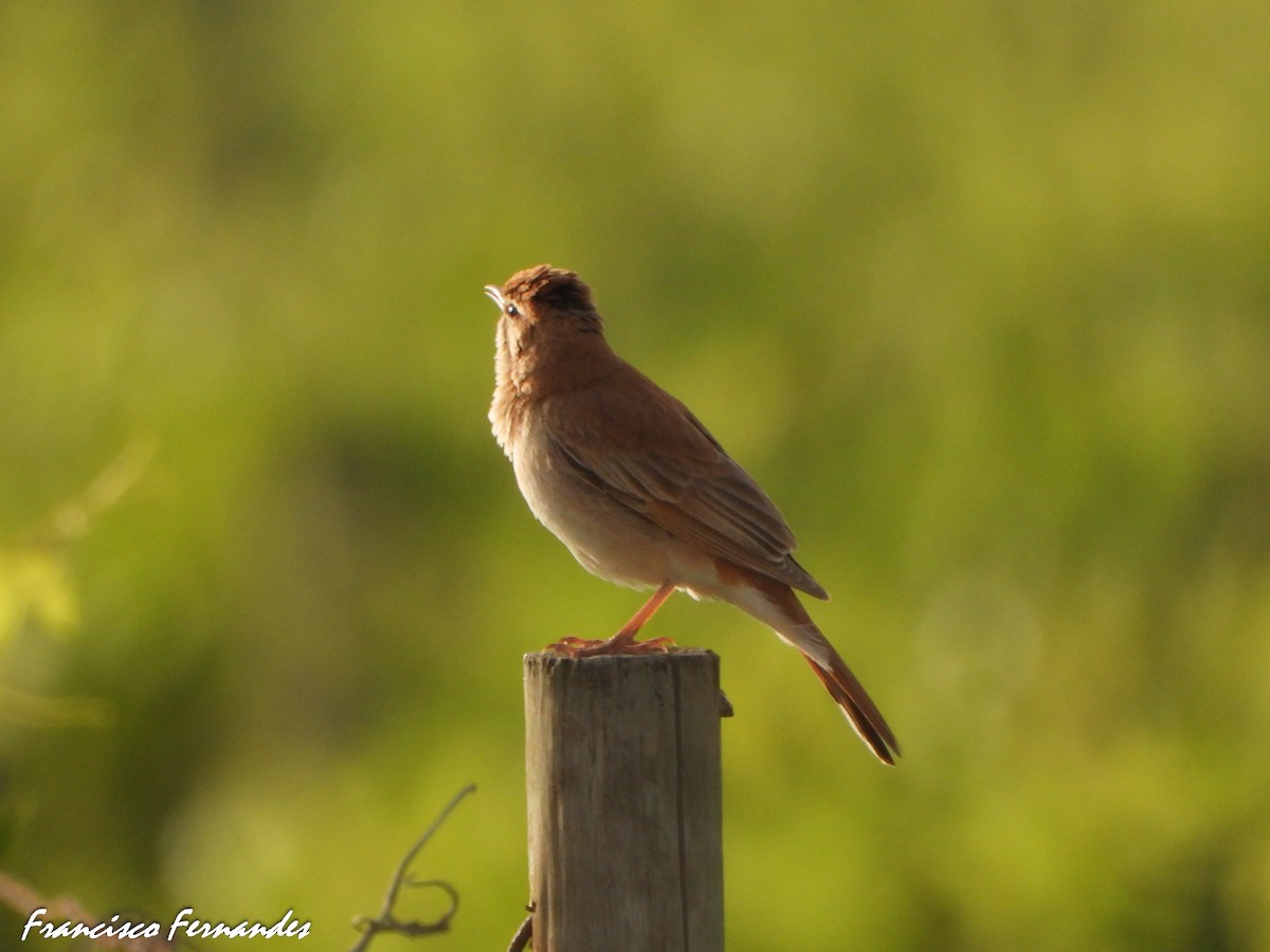 Usignolo d'Africa - ML637559472