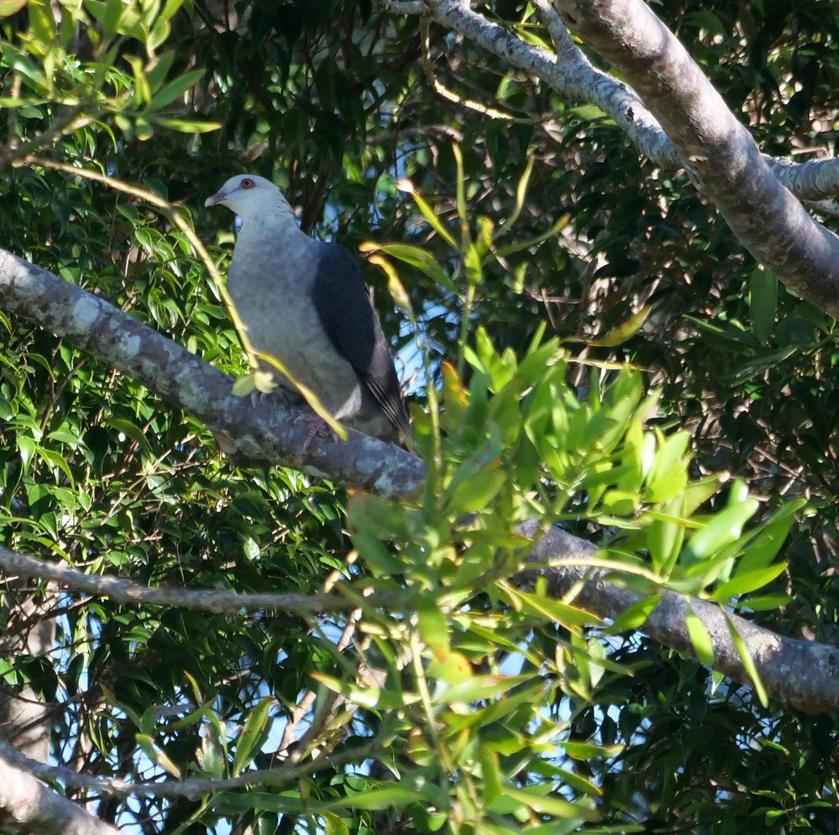 White-headed Pigeon - ML637559481