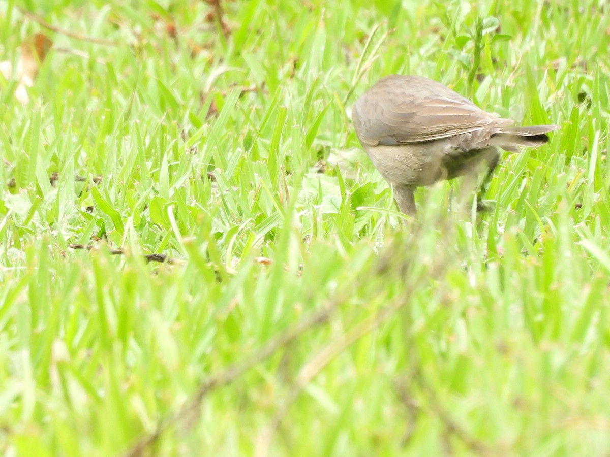 Shiny Cowbird - ML637559485