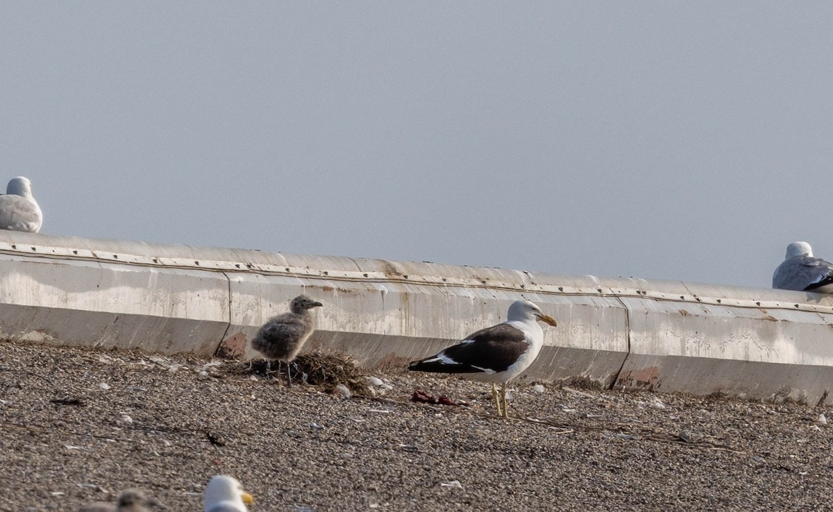 Kelp x American Herring Gull (hybrid) - ML637559526