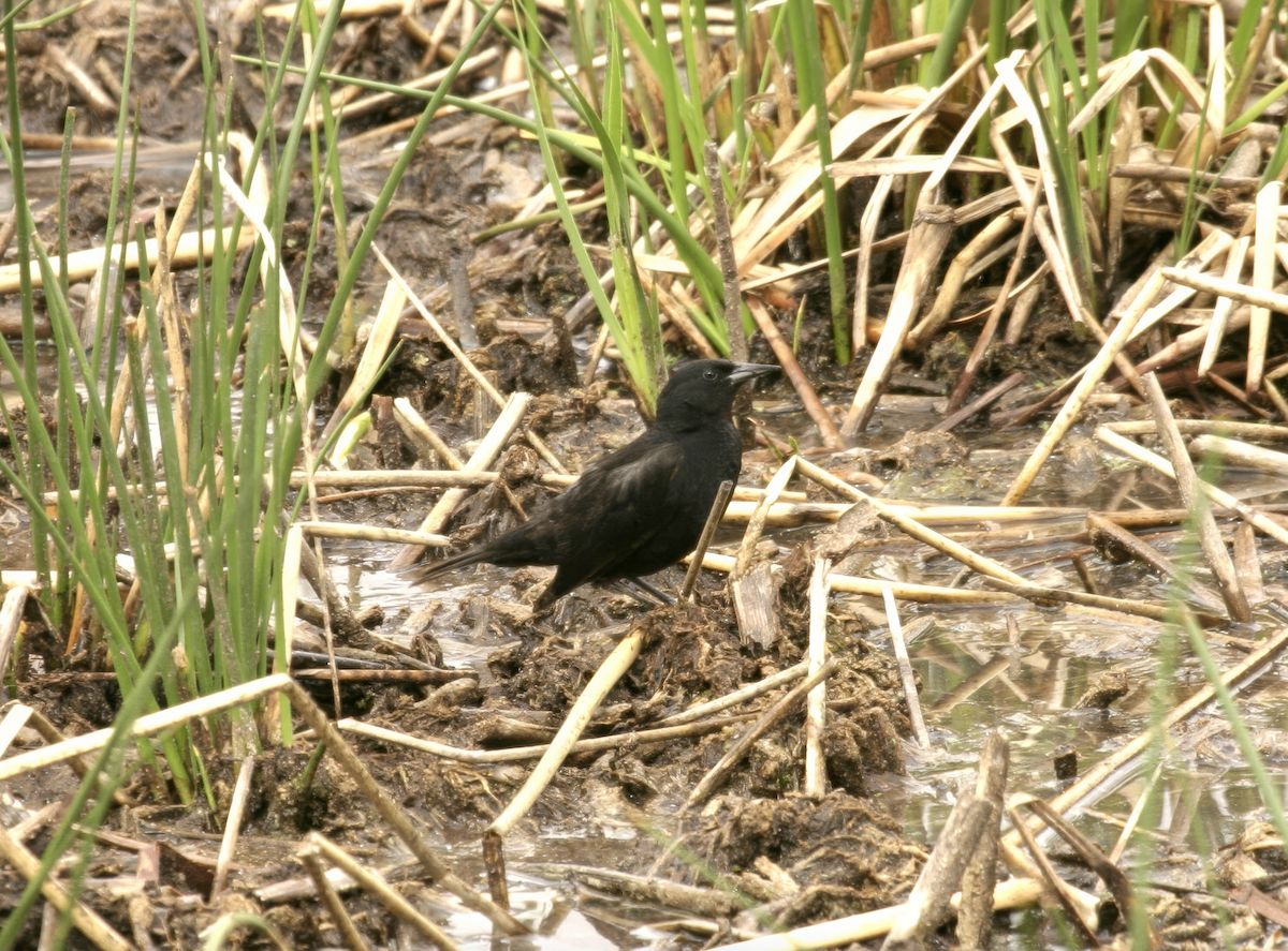 Yellow-winged Blackbird - ML637559532