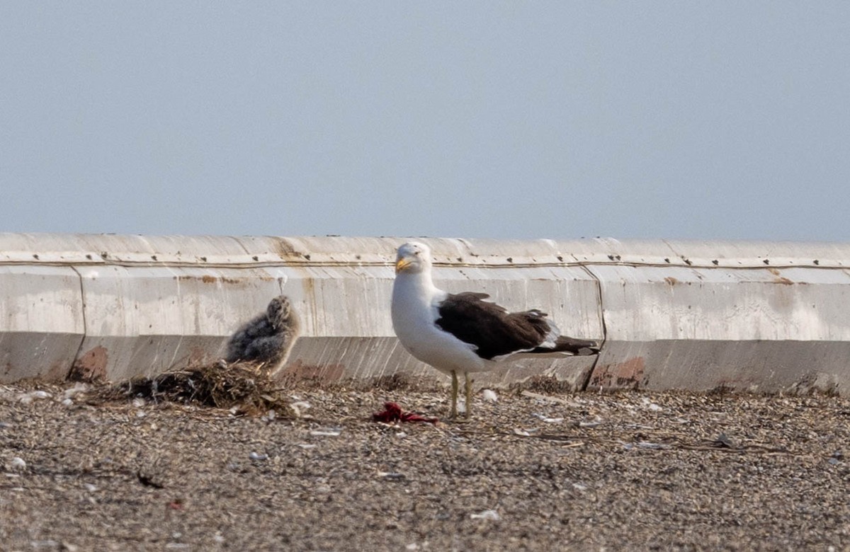 Kelp x American Herring Gull (hybrid) - ML637559553