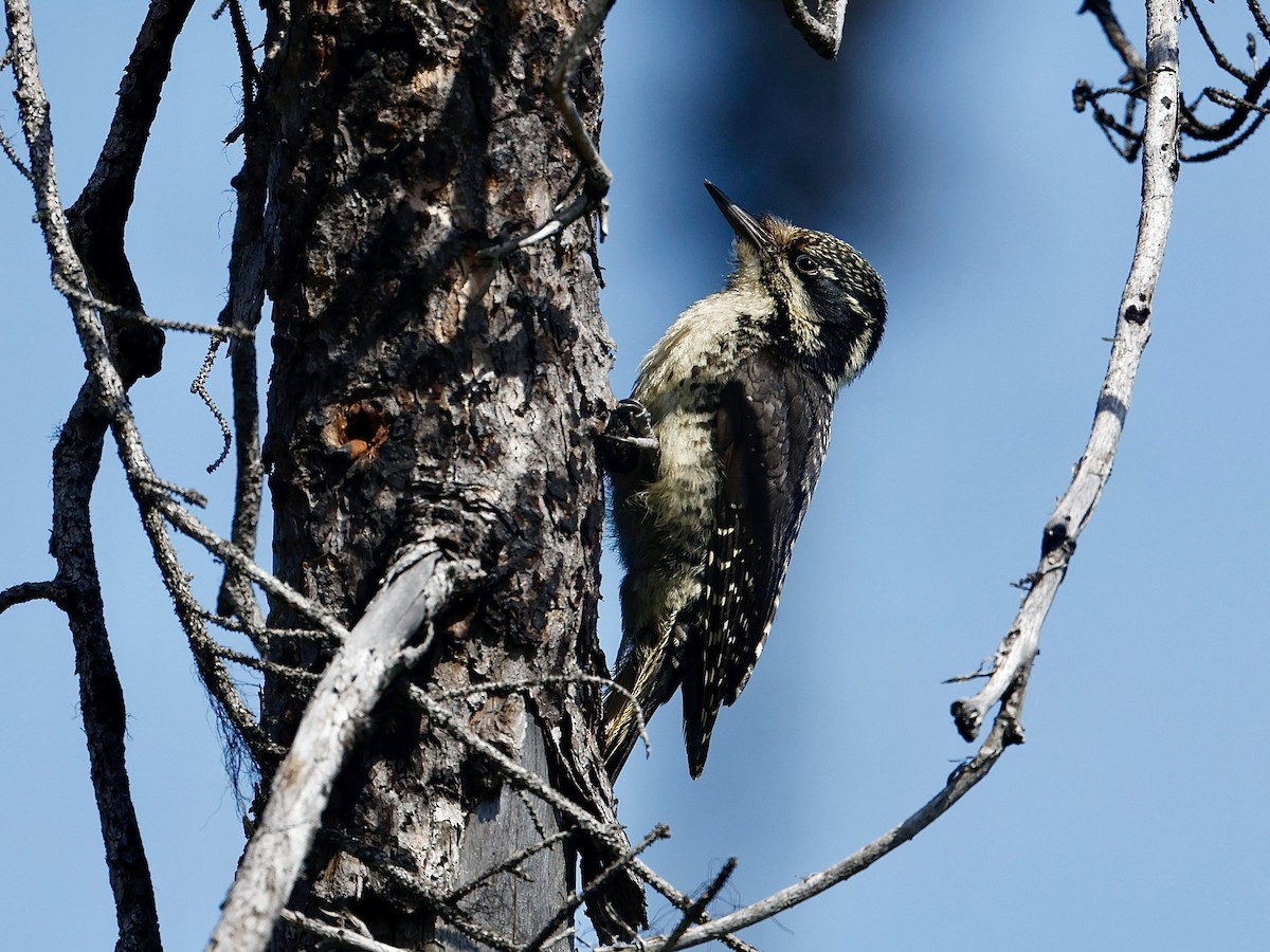 American Three-toed Woodpecker - ML637559556