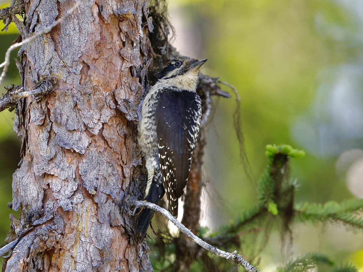 American Three-toed Woodpecker - ML637559557