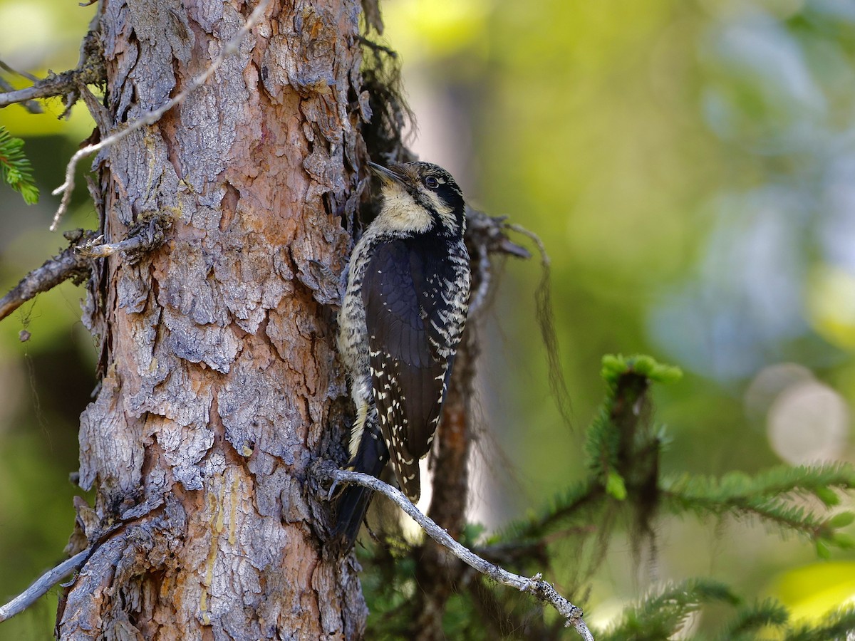 American Three-toed Woodpecker - ML637559558