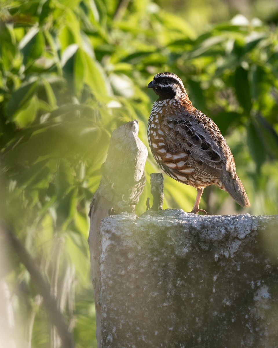 Black-throated Bobwhite - ML637559569