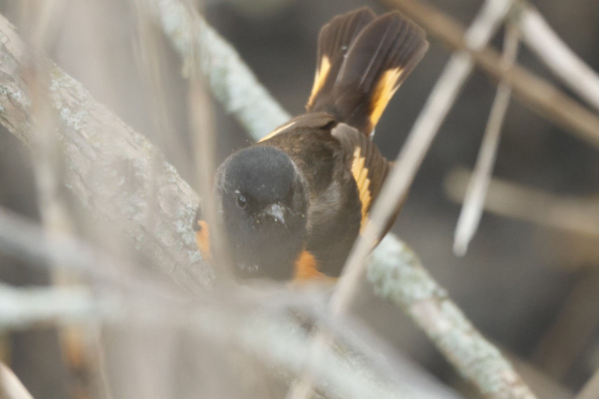 Горихвостковая древесница - ML637559570