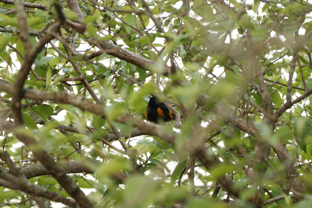 Горихвостковая древесница - ML637559590