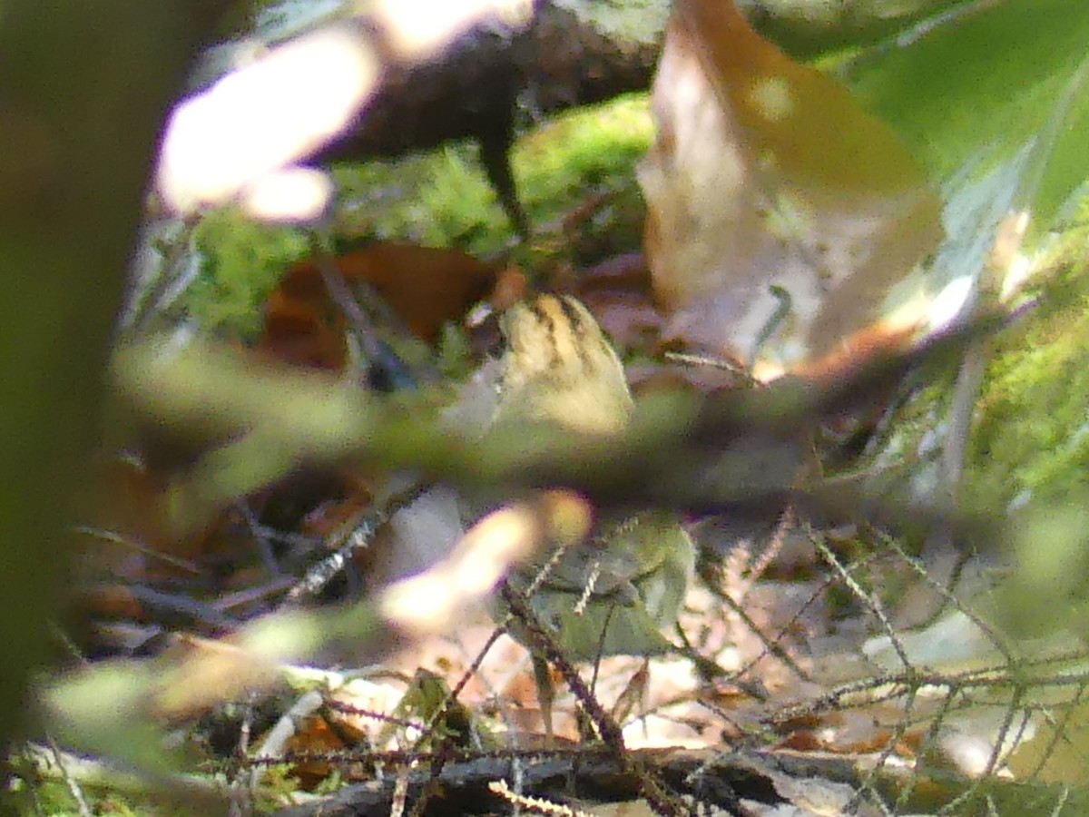 Ovenbird - ML637559601