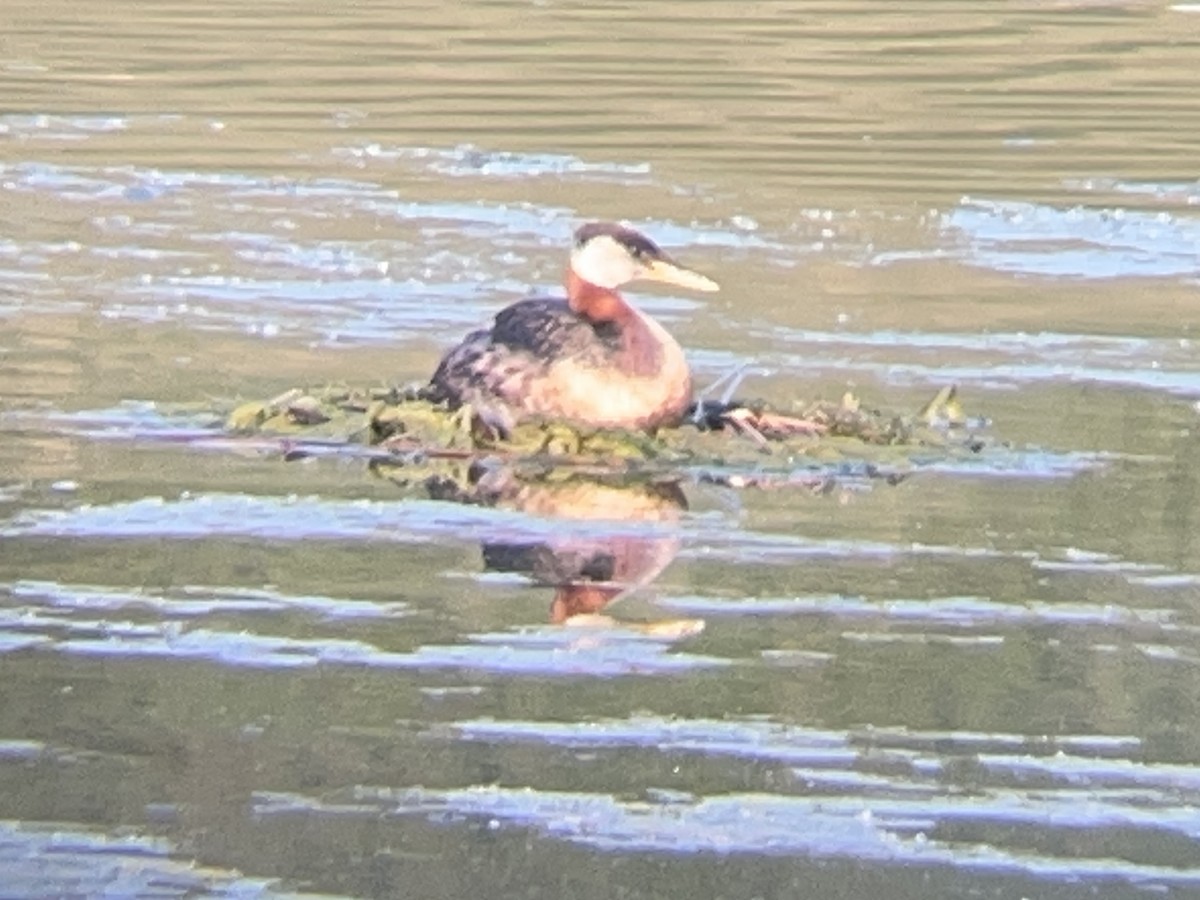Red-necked Grebe - ML637559613